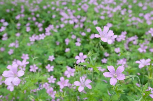 Purple blossoms of a flower meadow