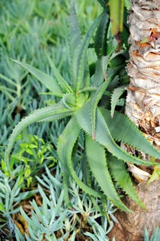 Aloe Vera - healing plant - detail