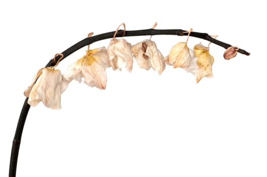 Withered Orchid