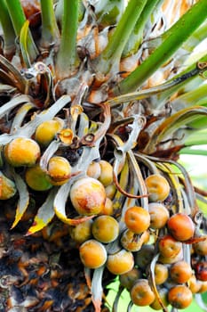 Close up of palm tree fruit - Cycas circinalis