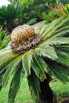 Cycas revoluta (sago cycad) botanical garden Funchal, Madeira