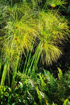 Cyperus papyrus - detail