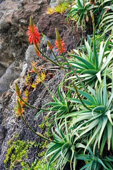 Aloe Vera flowering - healing plant - detail
