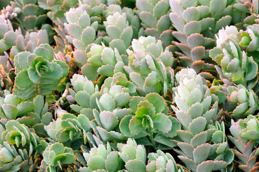 Close up of Kalanchoe - succulent