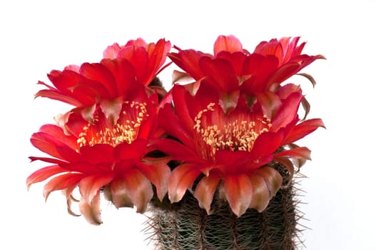 Red-flowered cactus (Echinopsis)