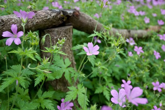 Flower meadow with purple flowers