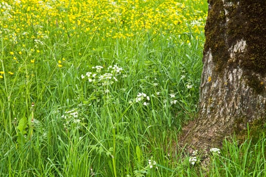 Flower meadow and tree trunk