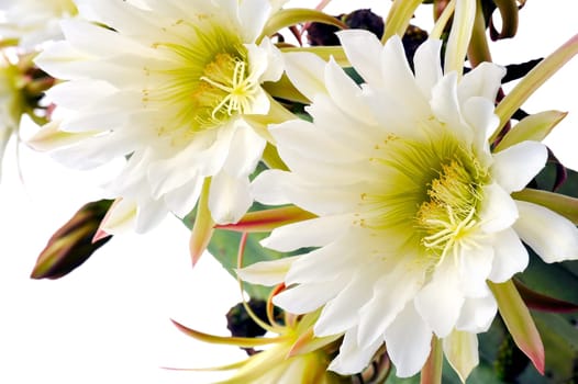 Close up of cactus flowers Trichocereus scopulicolus