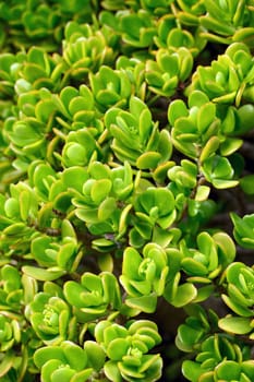 Close up of Kalanchoe - succulent