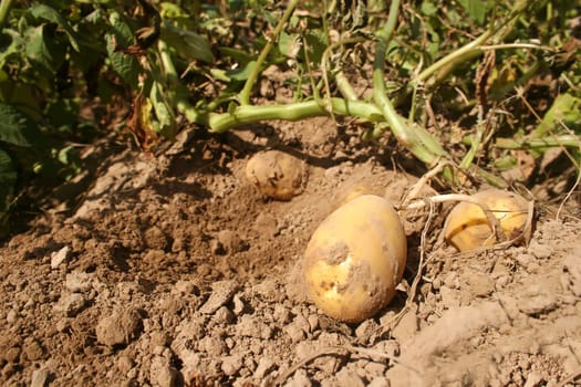 Freshly harvested potatoes