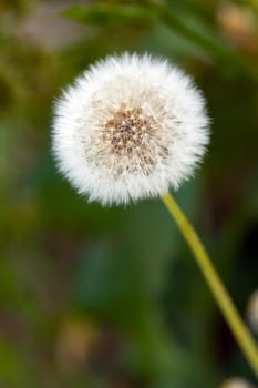 Dandelion