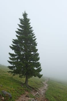 A spruce Picea Abies in Bavaria