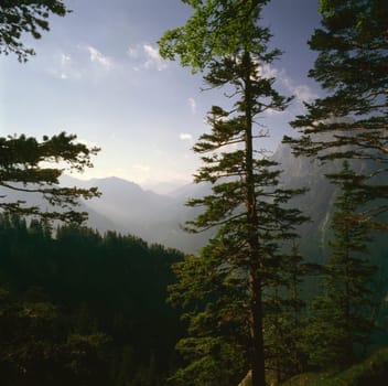 Mountains and forest