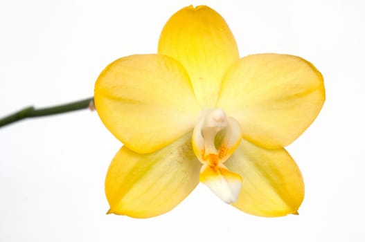 Yellow flower of an orchid (Phalaenopsis