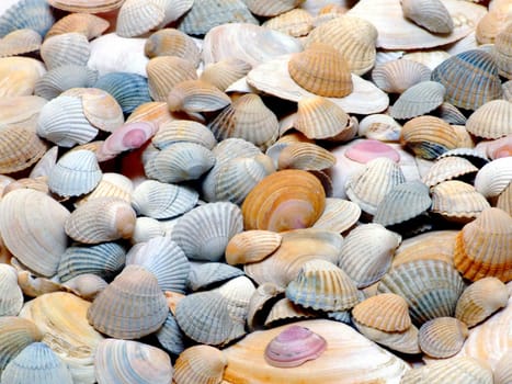 Mussels (Bilateria)