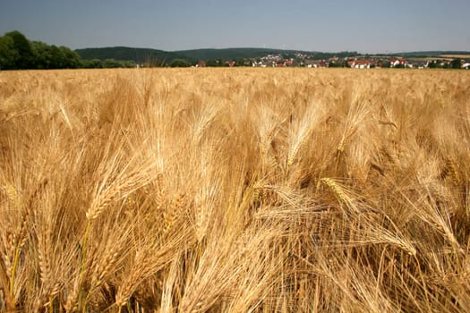 Ripe barley field
