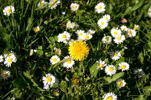 Daisies with dandelions