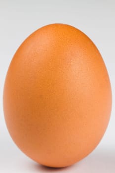 Brown Egg Standing