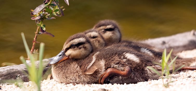 Sunbath