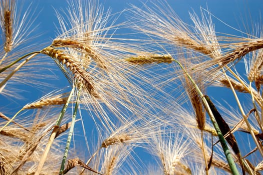 Ripe ears of barley