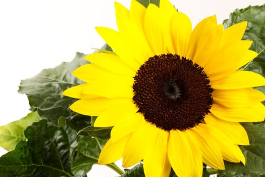 Sunflower with green