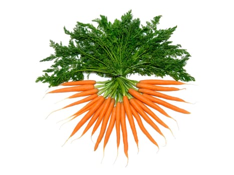 Carrots (Daucus carota ssp. sativus)