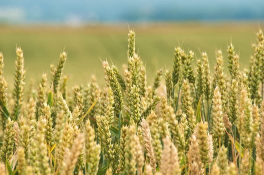 Wheat,Triticum aestivum