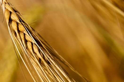 Barley,Hordeum vulgare