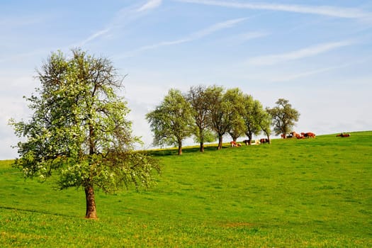 Cows in the pasture