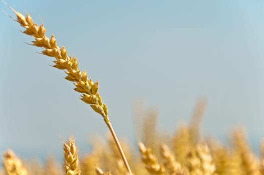 Wheat,Triticum aestivum