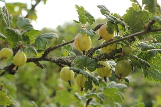Gooseberries