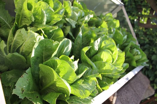 Salad patch