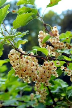 White currants