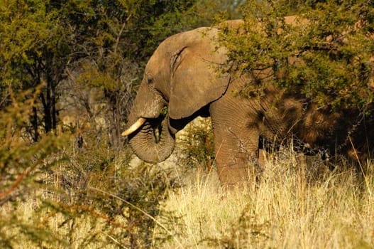 African elephant