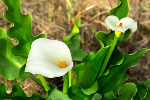 Calla,Zantedeschia aethiopica