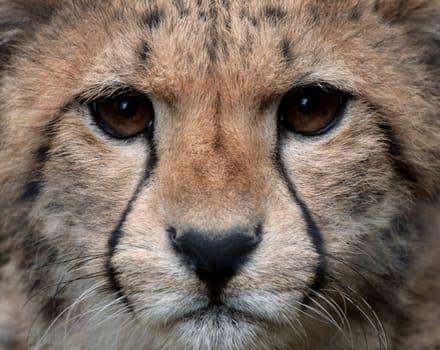 Young Cheetah