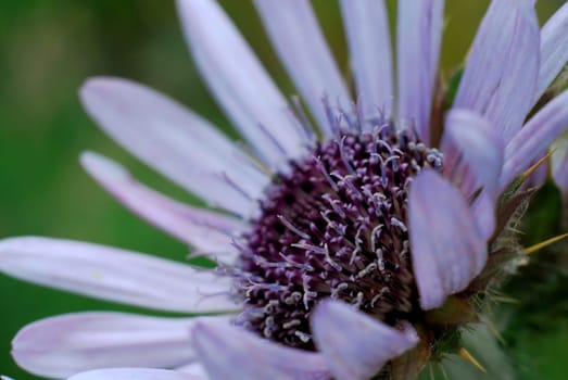 Prickly beauty