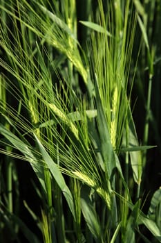 Barley