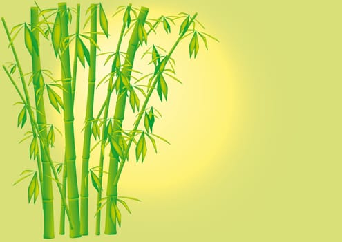 Bamboo