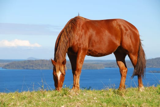 Stallion with a view over Myall Lake