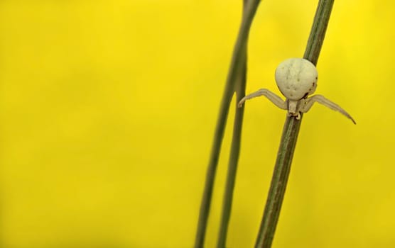 Goldenrod crab spider