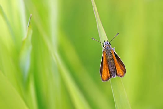 Small Skipper (Thymelicus sylvestris)