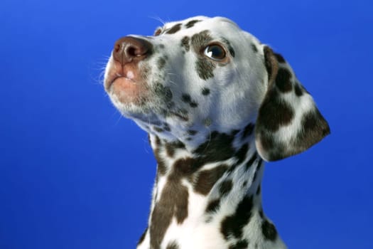 Dalmatian