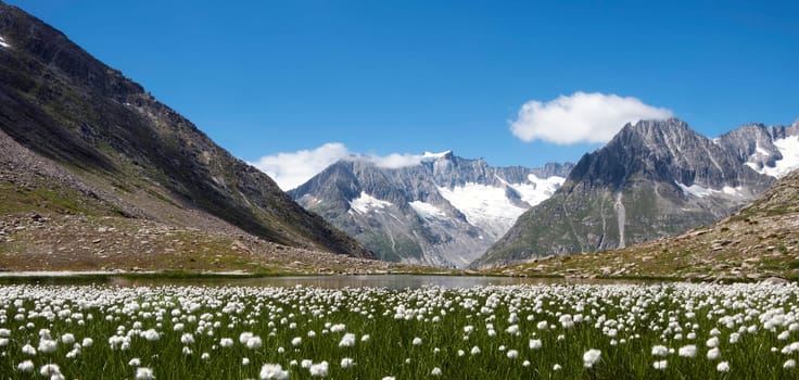 Cotton grass