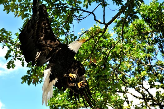 Bald Eagle