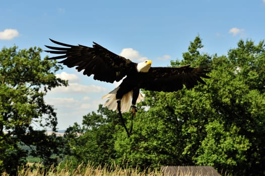 Bald Eagle