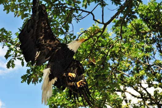 Bald Eagle