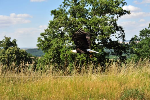 Bald Eagle