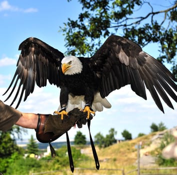 Bald eagle and its falconer