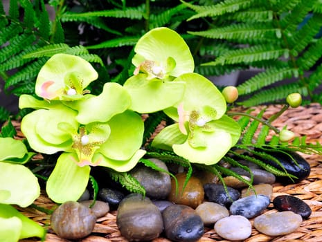 Orchids and stones